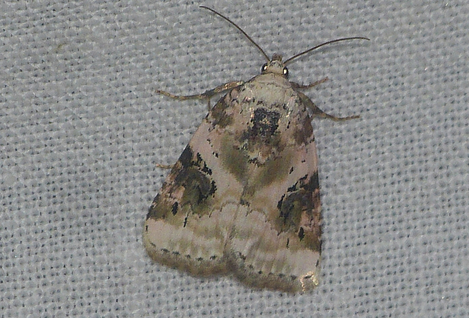Pseudeustrotia candidula - fehéres apróbagoly
