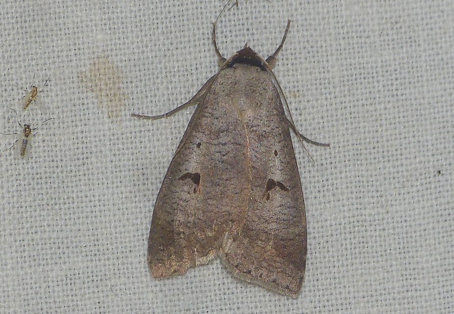 Lygephila pastinum - közönséges csüdfűbagoly