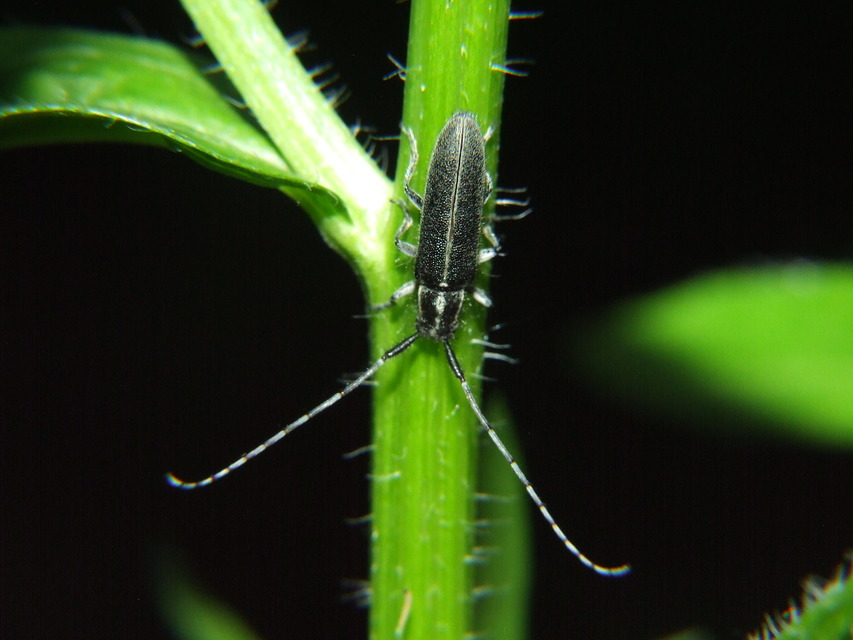 Agapanthia cardui - sávos bogáncscincér
