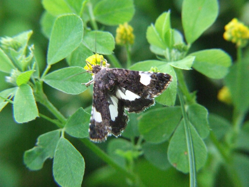 Tyta luctuosa - fekete nappalibagoly