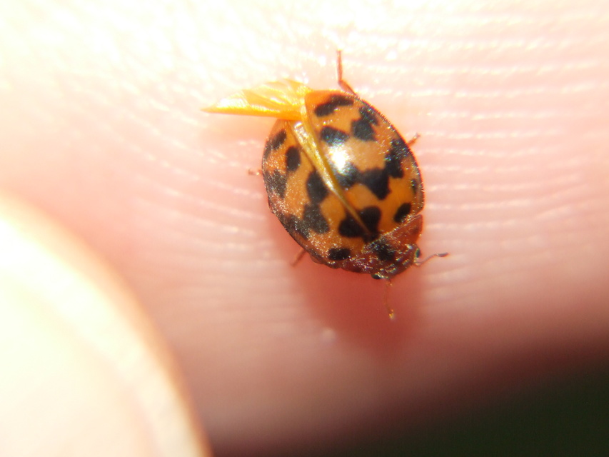 Subcoccinella vigintiquatuorpunctata - lucernaböde