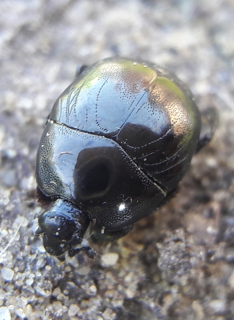 Hypocaccus metallicus - fekete trágyasutabogár