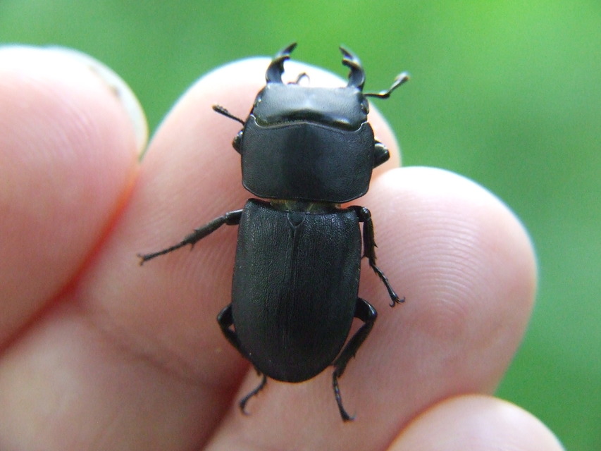 Dorcus parallelipipedus - kis szarvasbogár