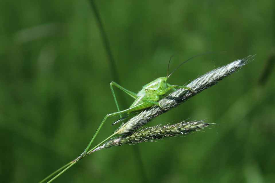 Tettigonia viridissima - zöld lombszöcske