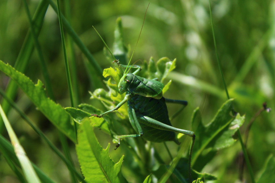Polysarcus denticauda - fogasfarkú szöcske