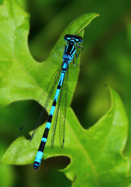 Coenagrion ornatum - díszes légivadász