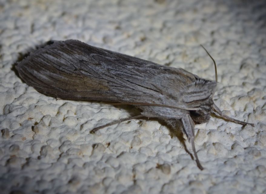 Cucullia umbratica - közönséges csuklyásbagoly