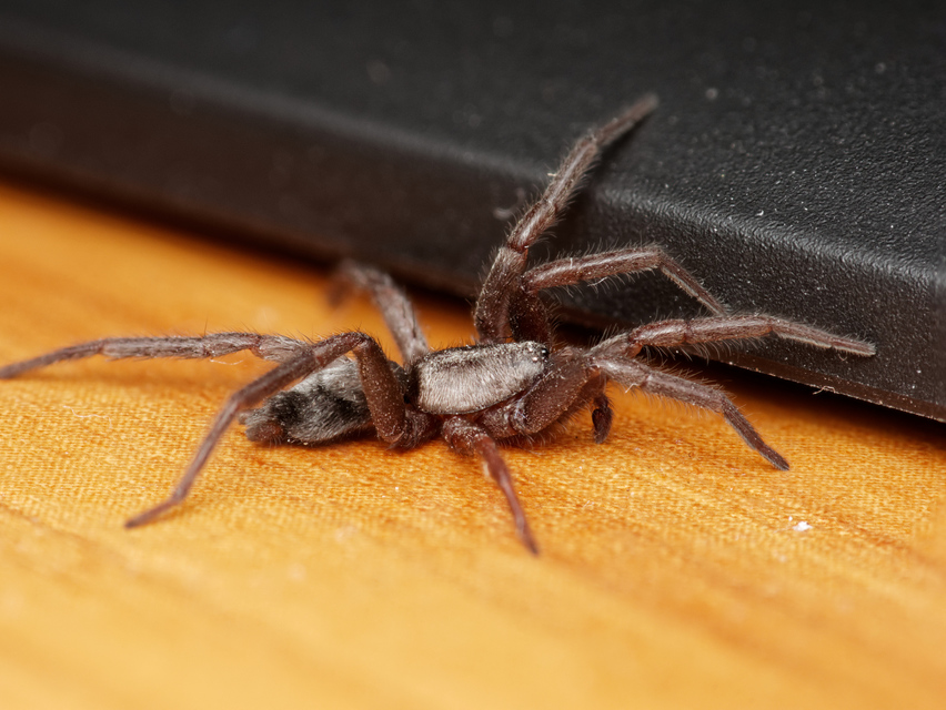 Scotophaeus scutulatus - közönséges egérpók