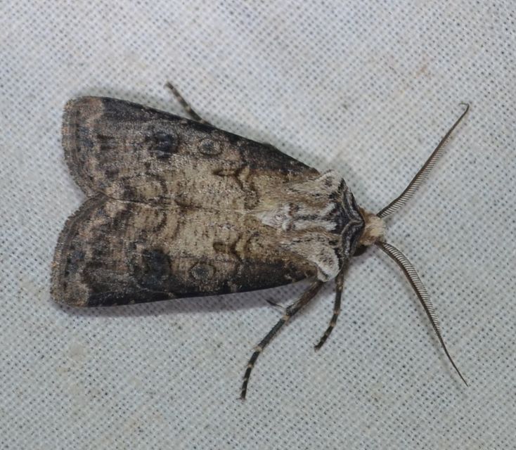 Agrotis clavis - zömök földibagoly