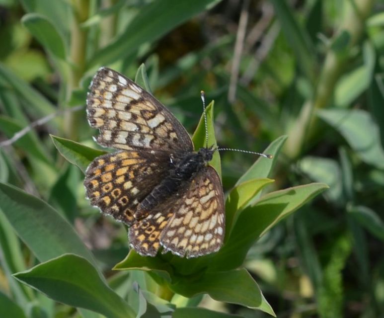 Melitaea cinxia - réti tarkalepke