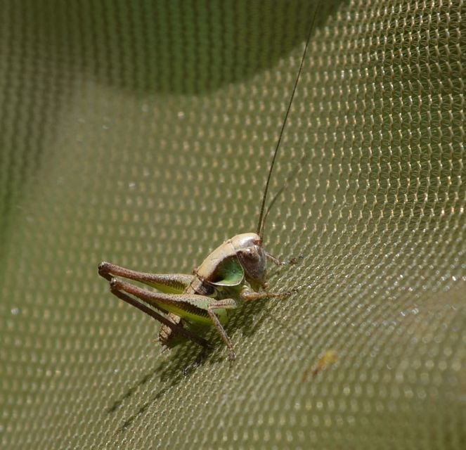 Platycleis