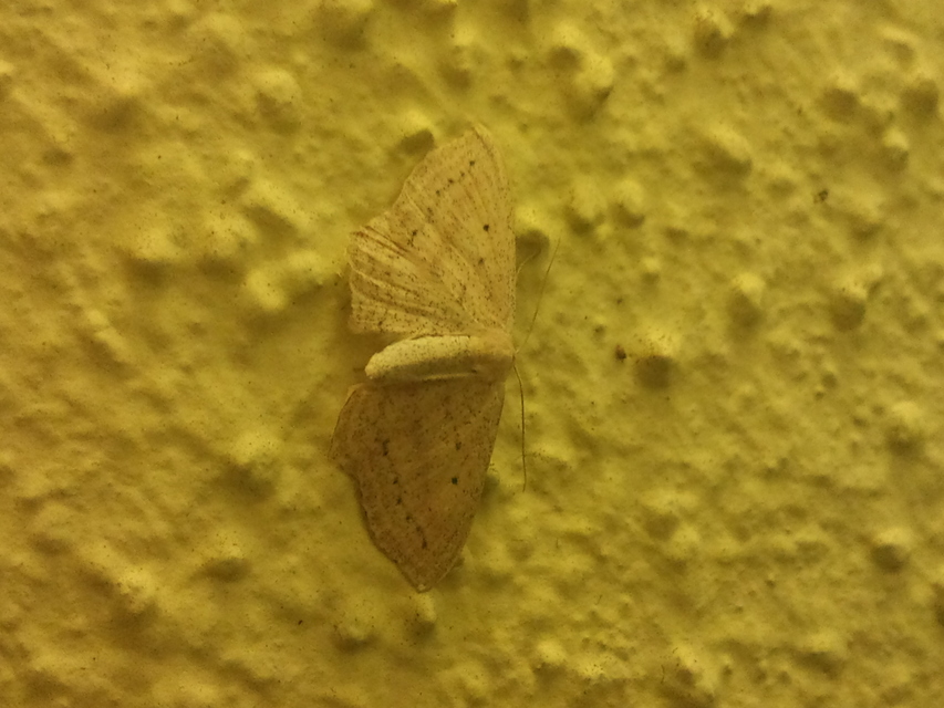 Scopula flaccidaria - alföldi sávosaraszoló