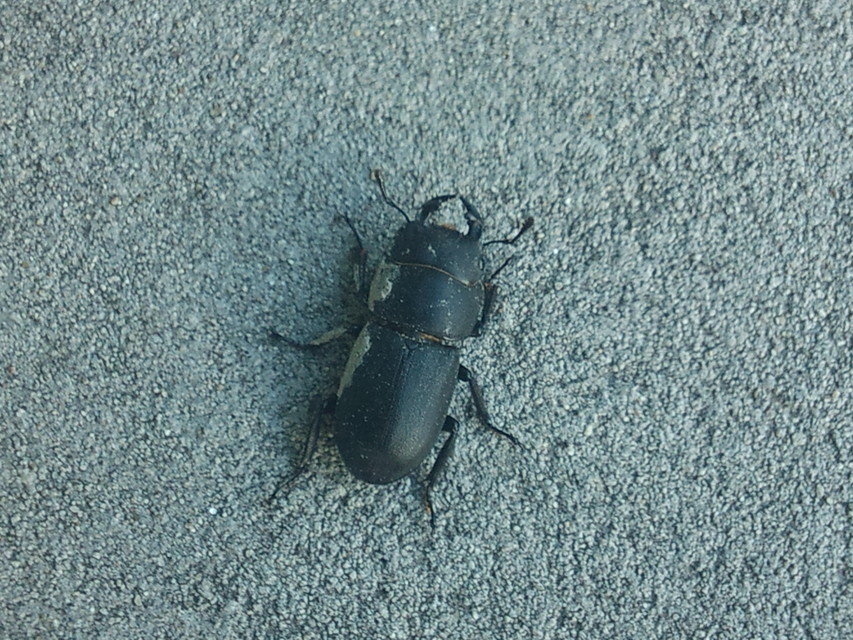 Dorcus parallelipipedus - kis szarvasbogár