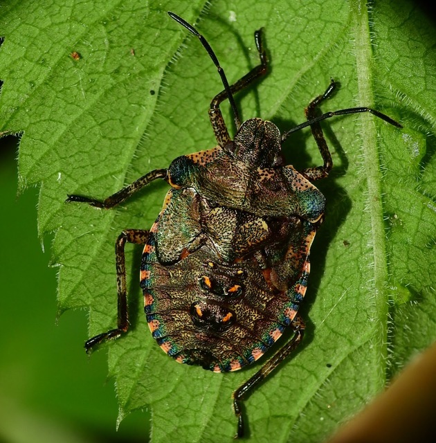 Pentatoma rufipes - vöröslábú címerespoloska Pentatoma rufipes - vöröslábú címerespoloska