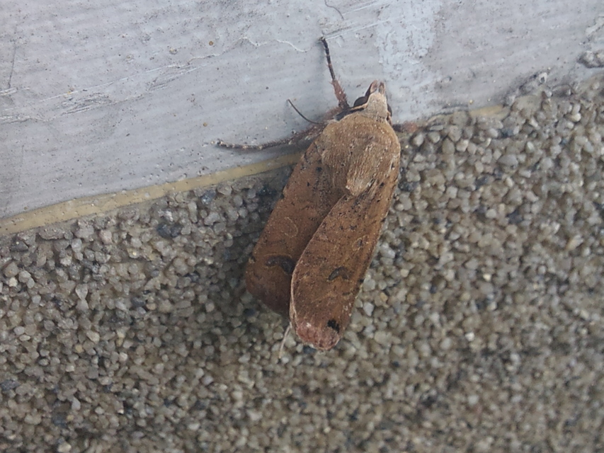 Noctua pronuba - nagy sárgafűbagoly