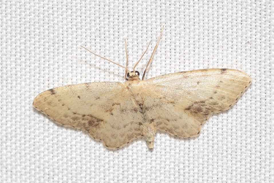 Idaea dimidiata - gyakori apróaraszoló