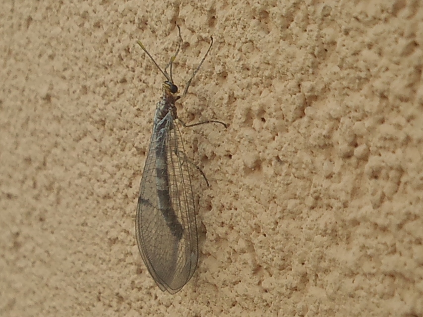 Megistopus flavicornis - kétfoltos hangyaleső