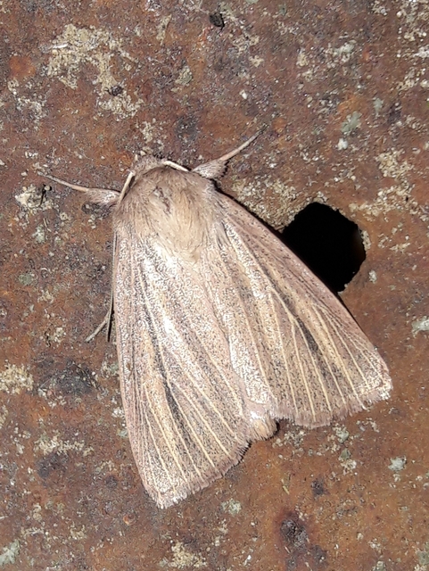Mythimna pudorina - vörös rétibagoly