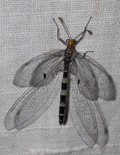 Megistopus flavicornis - kétfoltos hangyaleső