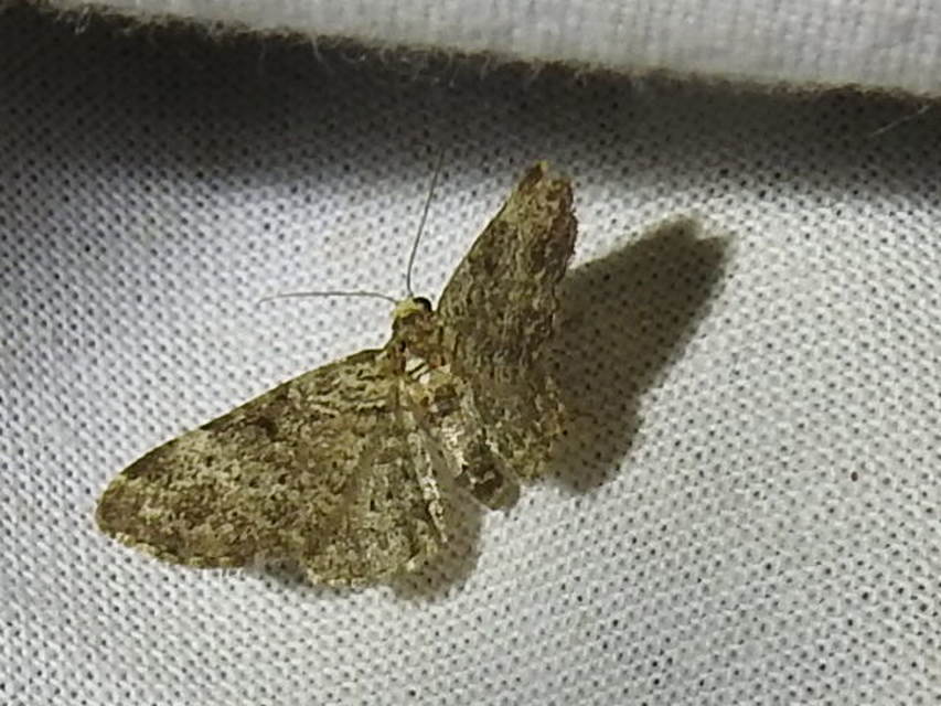Pasiphila chloerata - hamvas törpearaszoló
