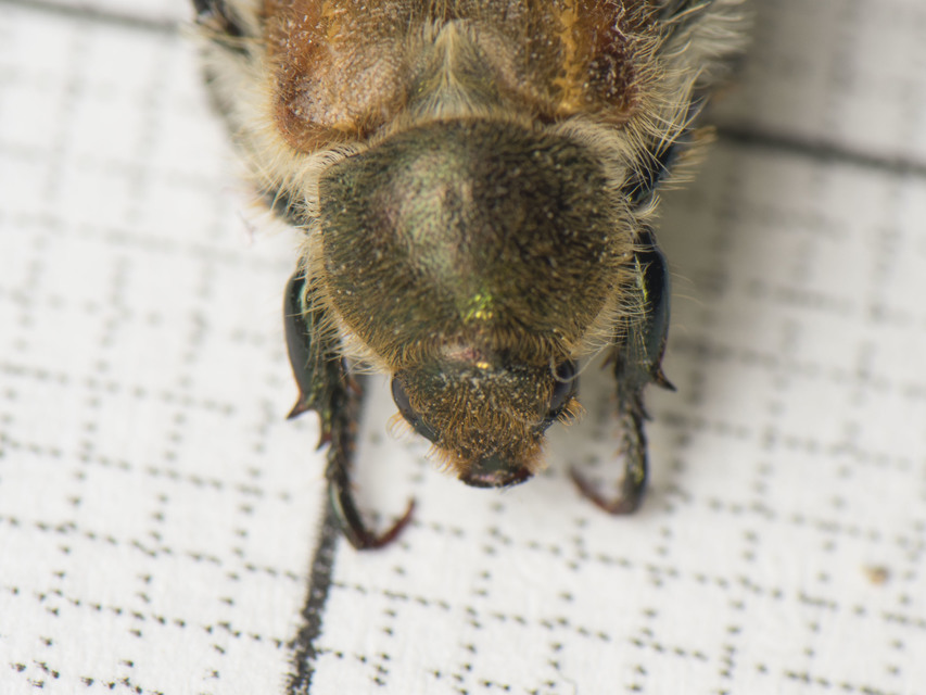 Chaetopteroplia segetum - rozsszipoly