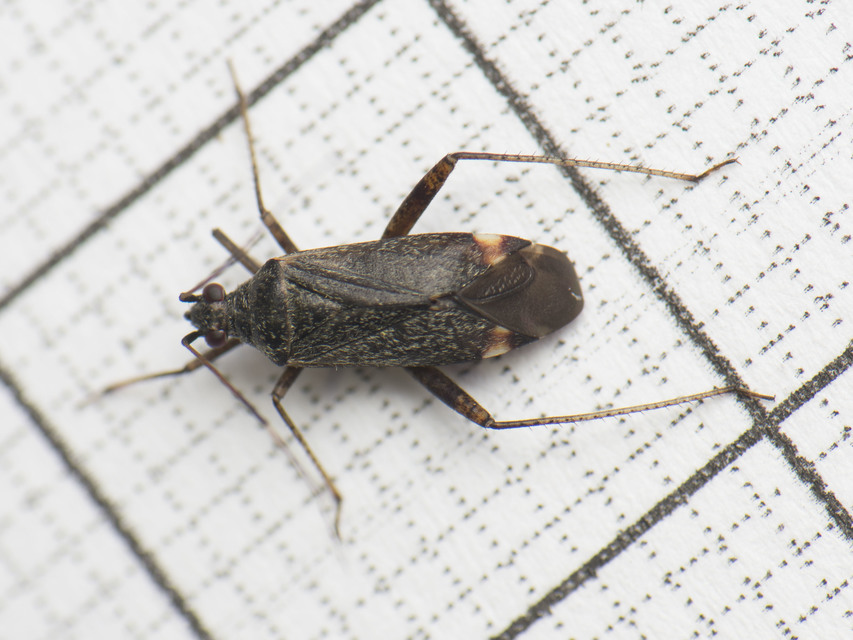 Closterotomus fulvomaculatus - komlópoloska Closterotomus fulvomaculatus - komlópoloska
