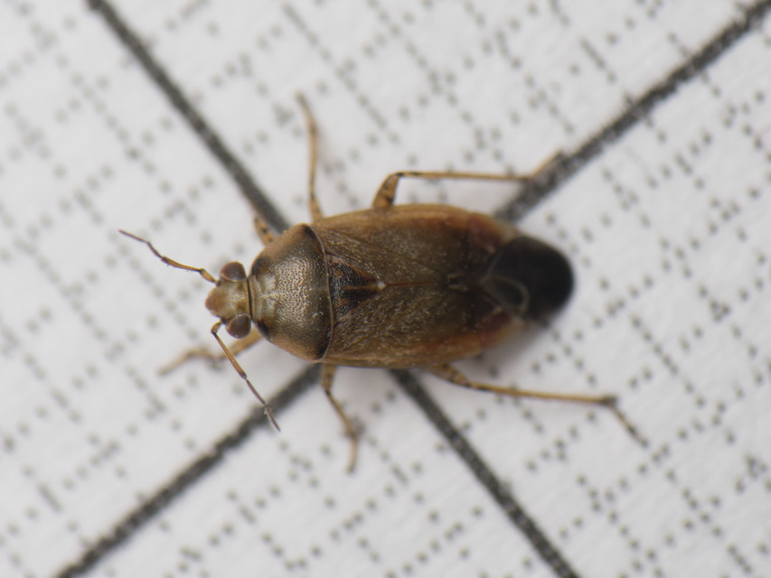 Agnocoris