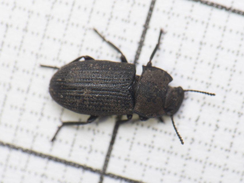 Gonocephalum granulatum pusillum