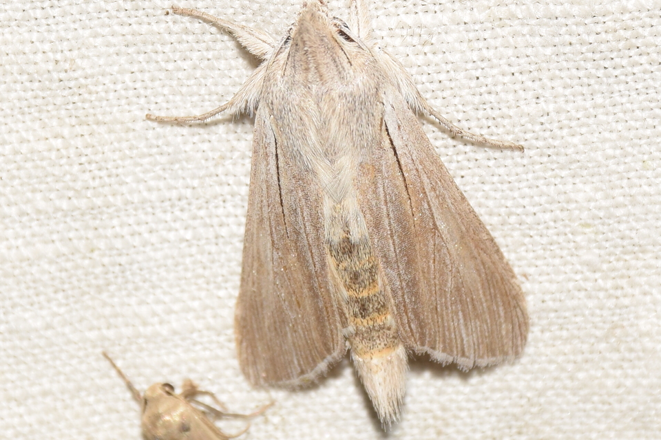 Cucullia balsamitae - homoki csuklyásbagoly