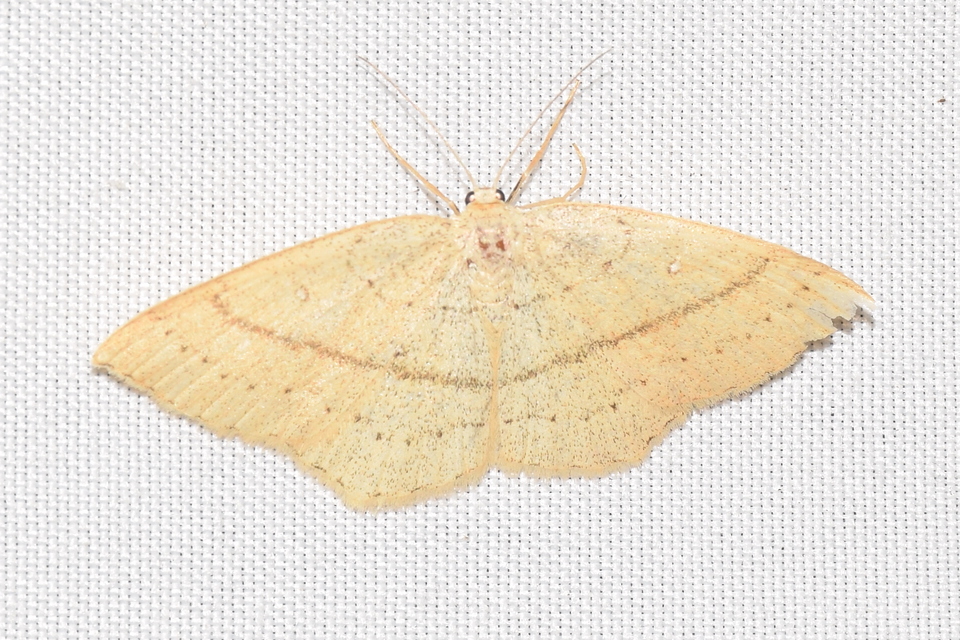Cyclophora linearia - vonalas pettyesaraszoló