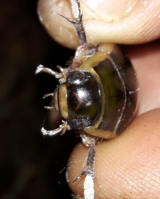 Dytiscus circumflexus - foltoshasú csíkbogár