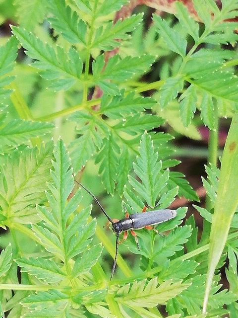 Phytoecia icterica - murokcincér Phytoecia icterica - murokcincér