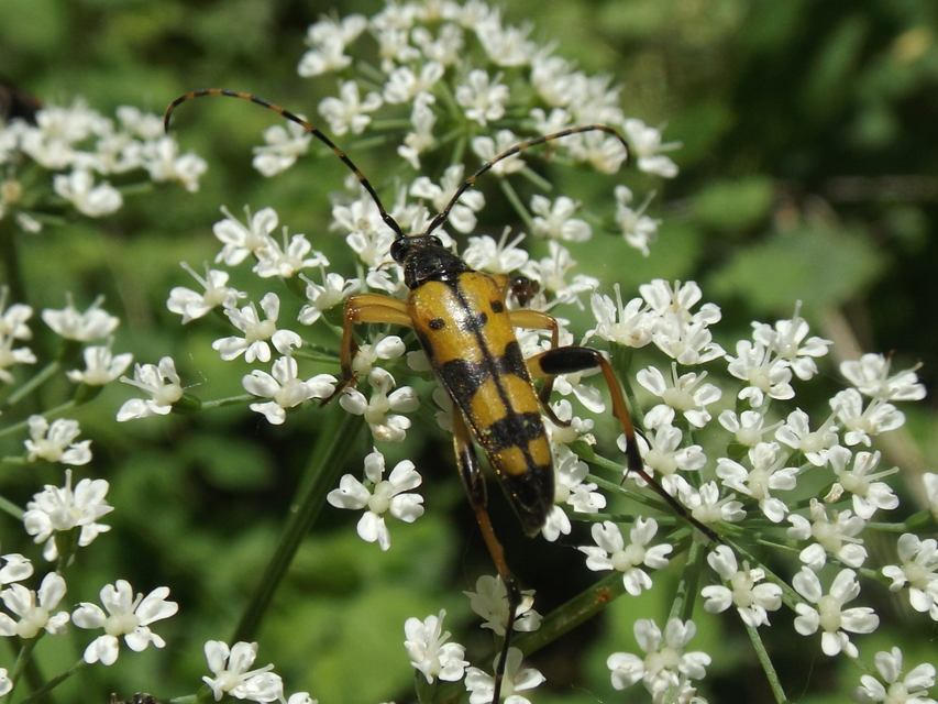 Rutpela maculata - tarkacsápú karcsúcincér