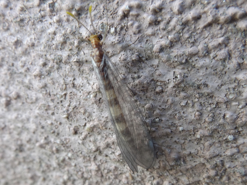 Megistopus flavicornis - kétfoltos hangyaleső