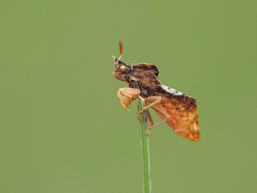 Phymata crassipes - fogólábú poloska