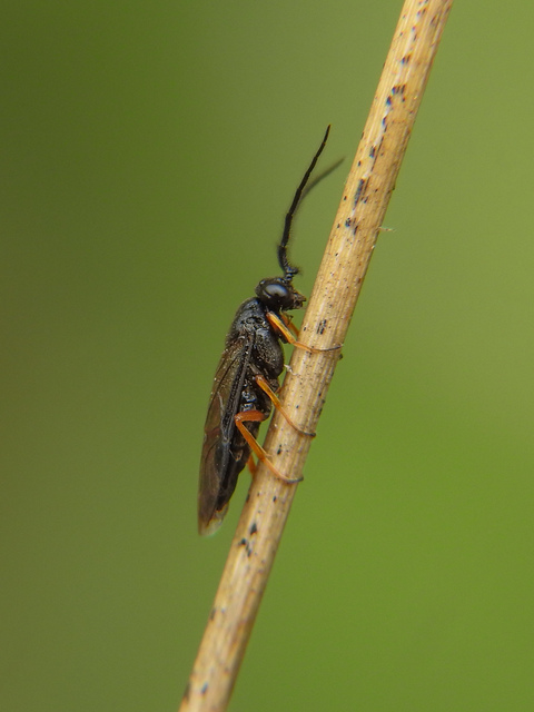 Tenthredinidae - valódi levéldarazsak