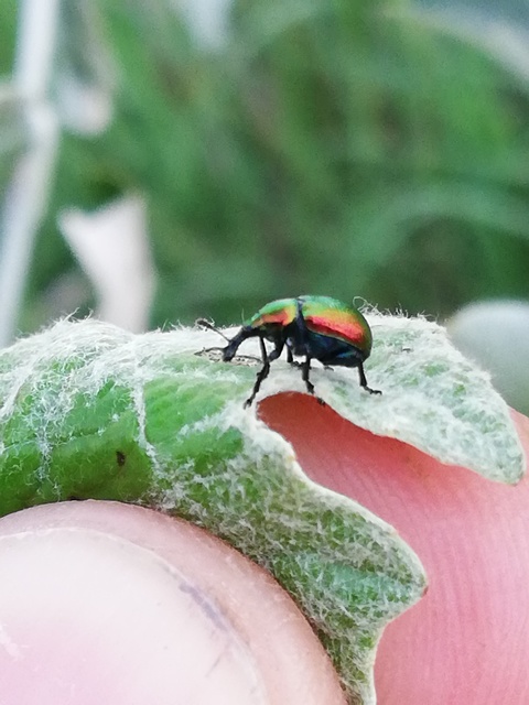 Byctiscus populi - nyárfa-levélsodró