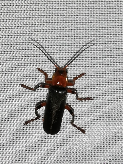Cantharis livida - mezei lágybogár
