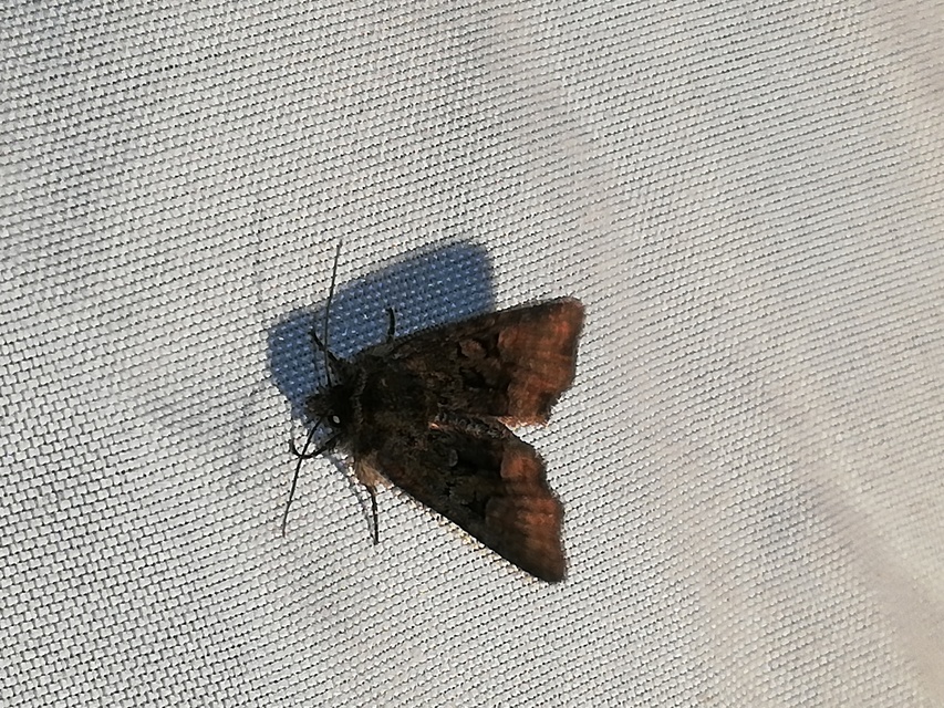 Oligia strigilis/latruncula/versicolor