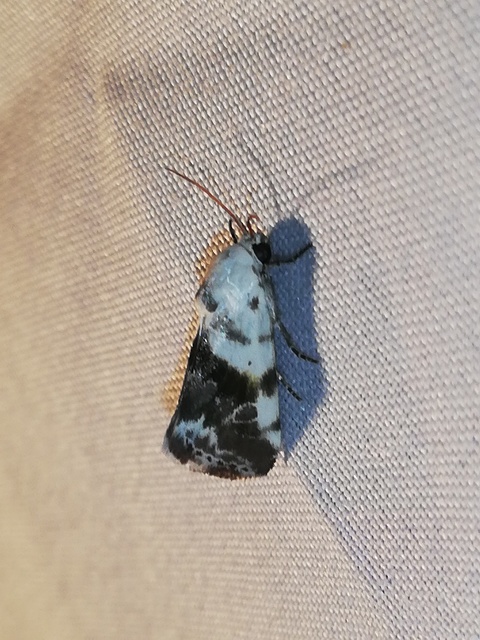 Ponometia candefacta - parlagfűbagoly