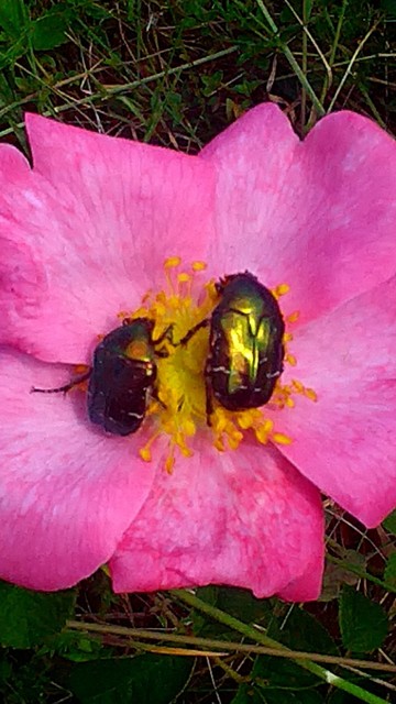 Cetonia aurata - aranyos virágbogár
