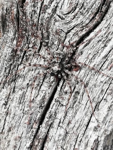 Philodromus poecilus - cifra karolópók