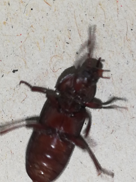 Tenebrio molitor - közönséges lisztbogár