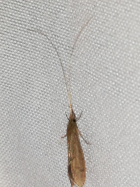 Trichoptera - Tegzesek