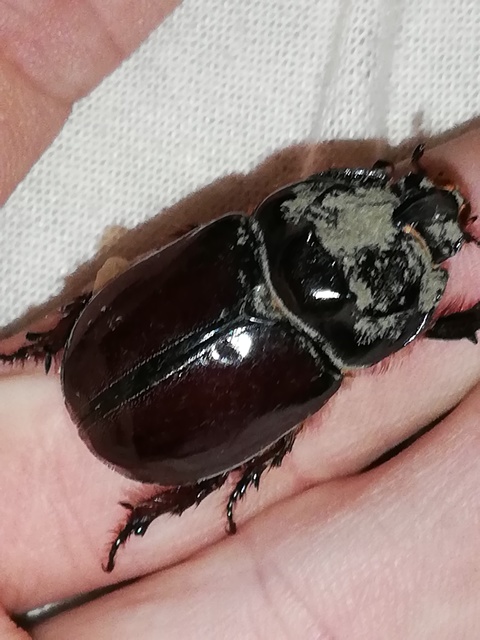 Oryctes nasicornis - orrszarvú bogár