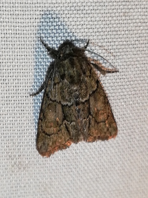 Cryphia fraudatricula - homoki zuzmóbagoly