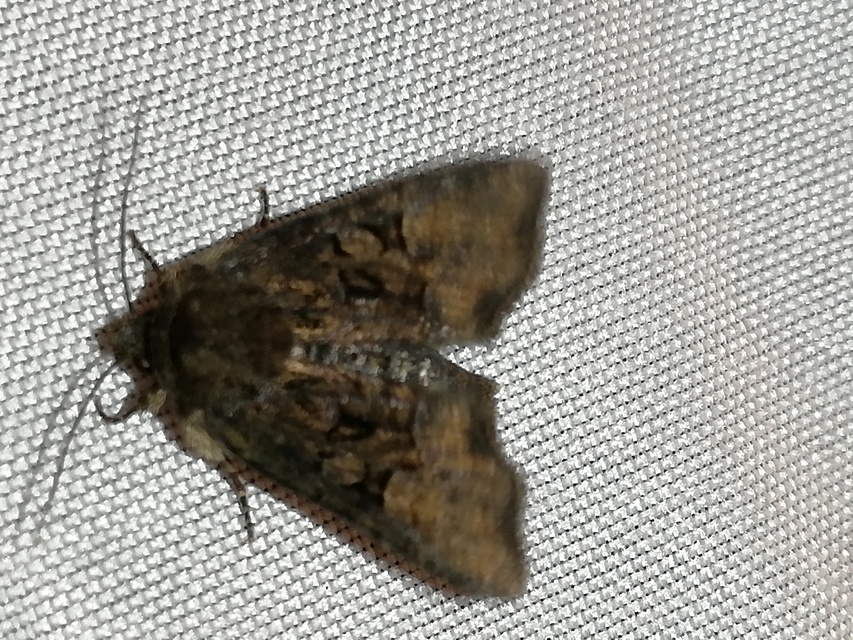 Oligia strigilis/latruncula/versicolor