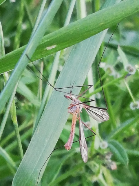 Tipula