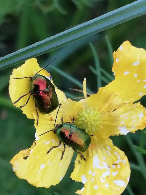 Cryptocephalus