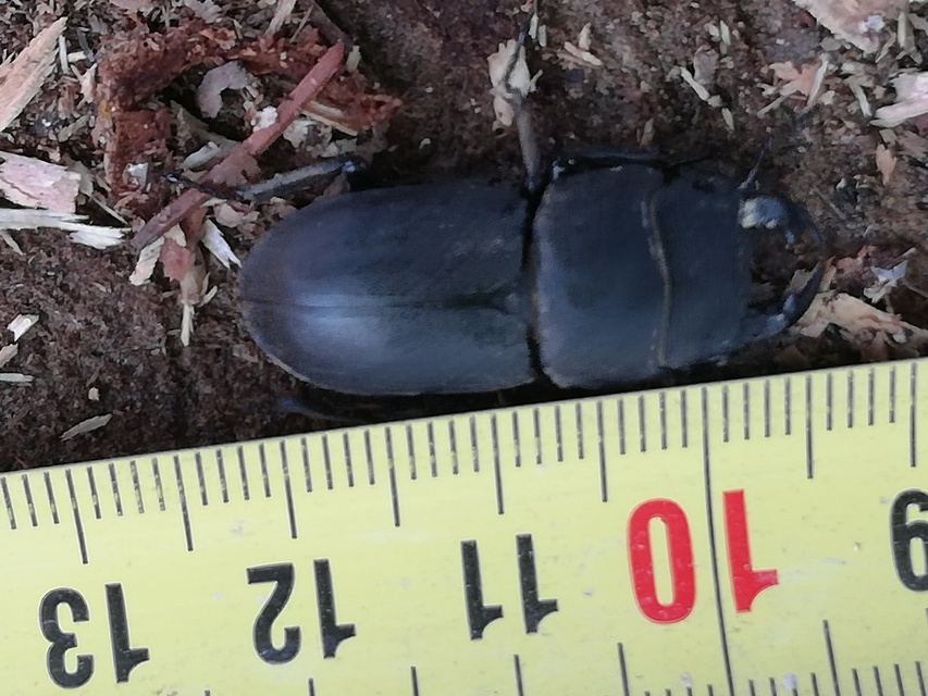 Dorcus parallelipipedus - kis szarvasbogár
